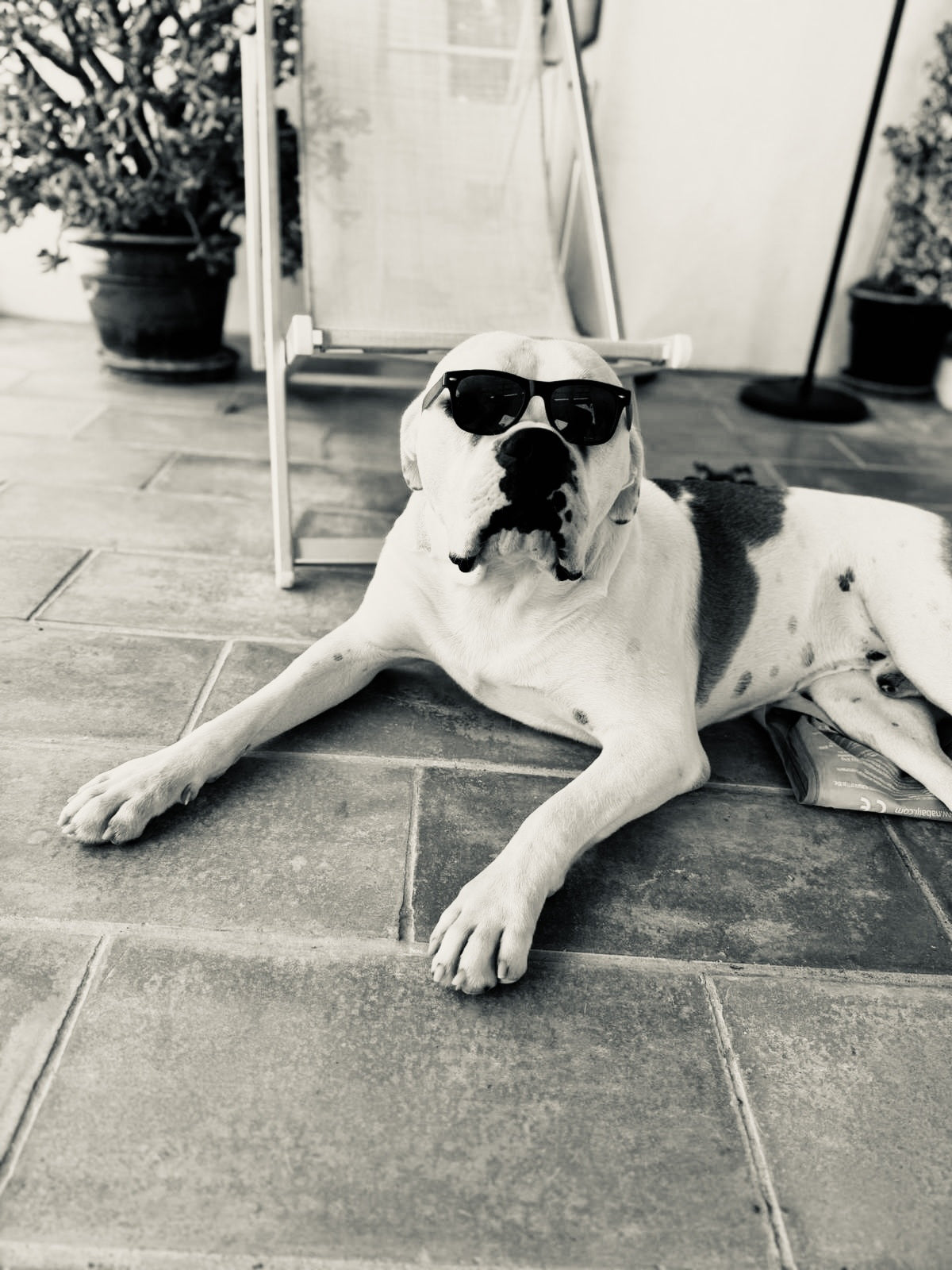Dog´s Best & Comfort